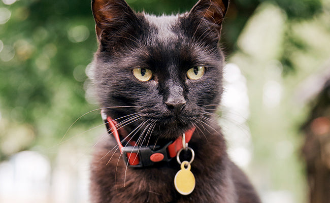 Comment fabriquer un collier pour chat ?