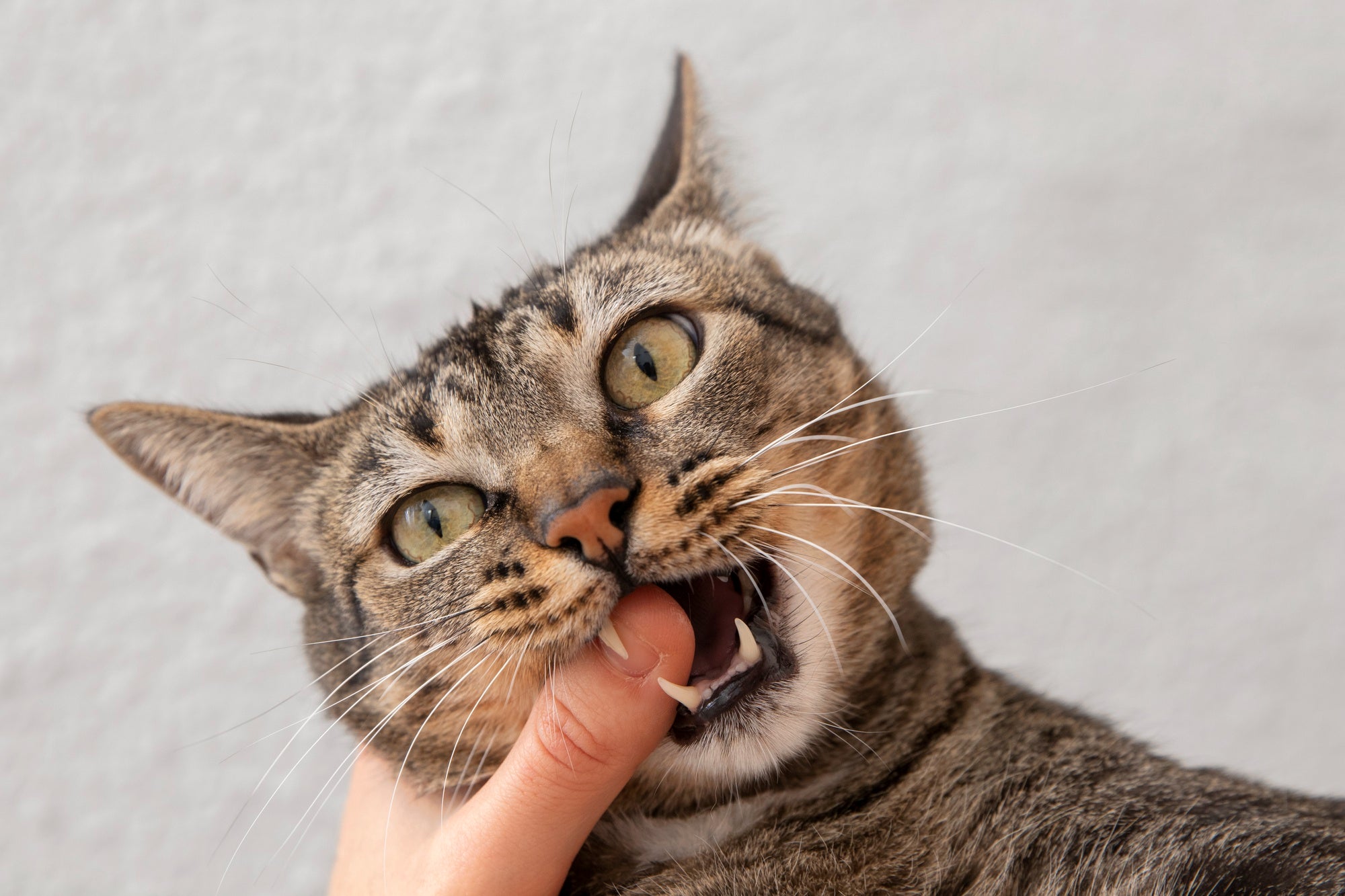 Pourquoi mon chat me lèche ?