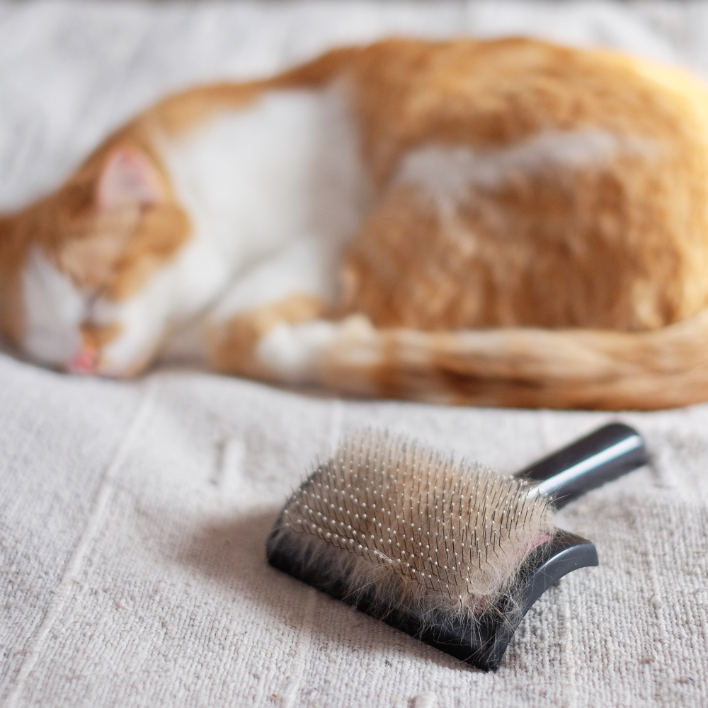 Brosse-pour-chat