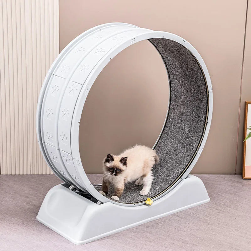 Roue d'exercice pour chat