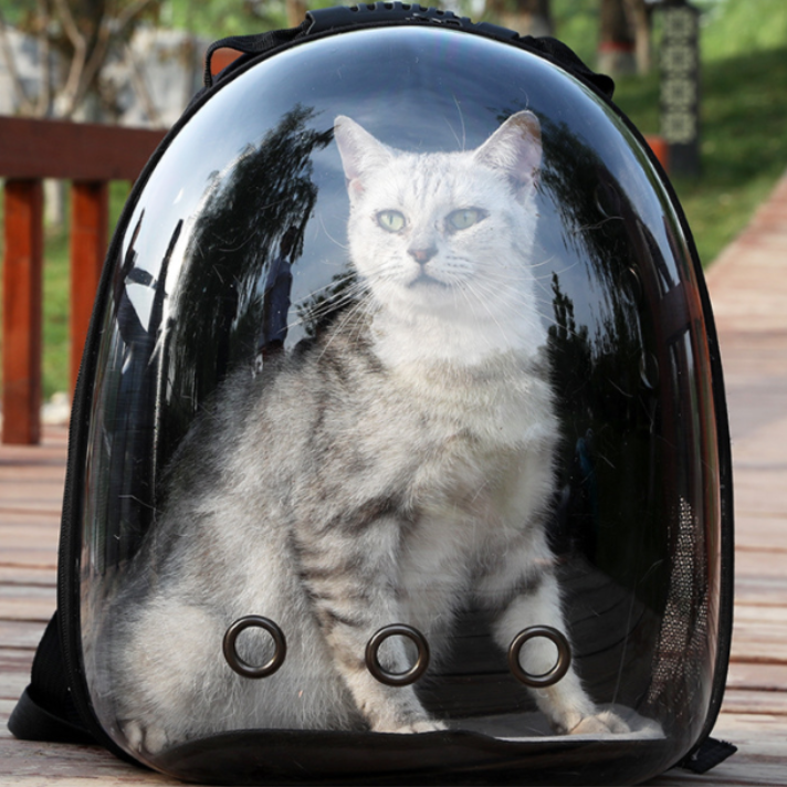 chat-dans-sac-a-dos-bulle-pour-chat